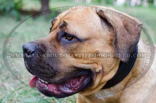 Non-stretching leather collar for Cane Corso