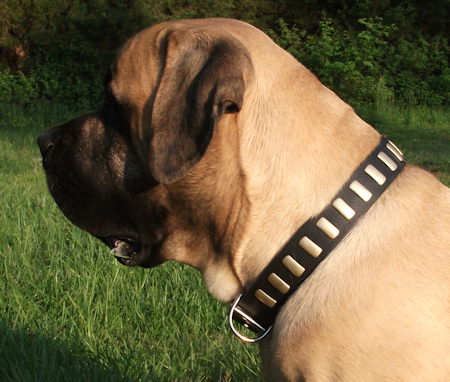Well fitting Mastiff collar