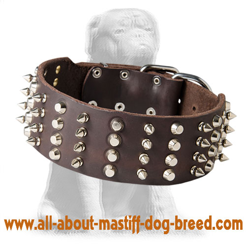 2 inch Leather Dog 【Collar】 with Studs and Spikes for Mastiff : Mastiff  harness, Mastiff muzzle, Mastiff collar, dog leash