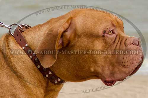 Easy in use Dogue de Bordeaux leather collar
