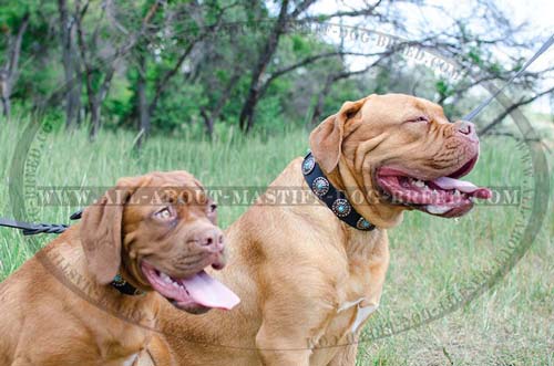 Dogue de Bordeaux adjustable leather collar