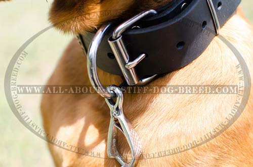 With nickel fittings Dogue de Bordeaux leather collar