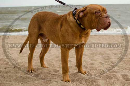 Tearproof Decorated Leather Dogue de Bordeaux Collar 