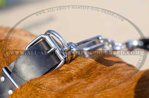 Almost Unbreakable D-Ring on Dogue de Bordeaux Leather Collar 