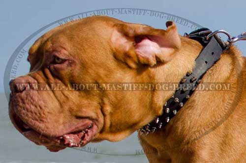 Reliable Dogue de Bordeaux Leather Collar 