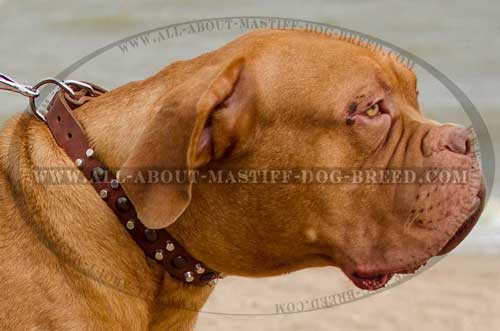 Dogue de Bordeaux Studded Leather Collar Safe