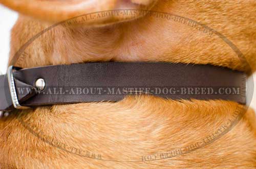 Non-stretching leather collar for Dogue-de-Bordeaux