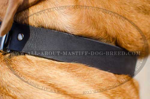 Non-stretching leather collar for Dogue-de-Bordeaux