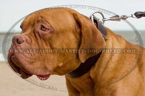 Tear-proof leather collar for Dogue-de-Bordeaux