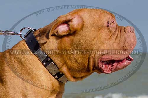 Indispispensable Dogue de Bordeaux collar with plates and pyramids