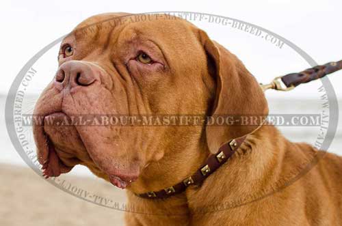 Dogue de Bordeaux collar fits perfectly causing no discomfort