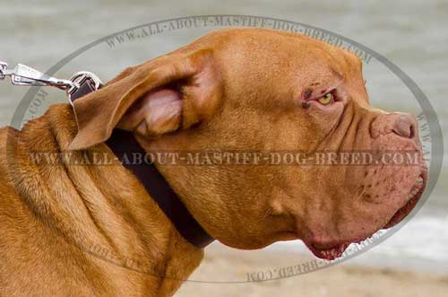 Dogue-de-Bordeaux genuine leather collar