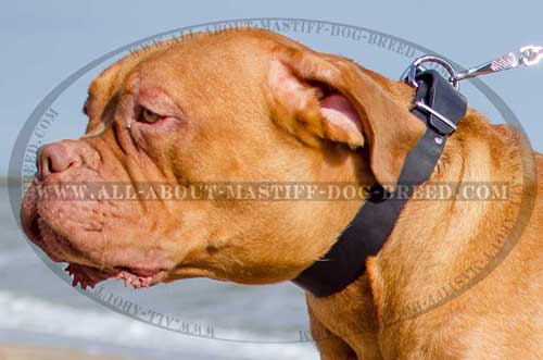 Dogue-de-Bordeaux super strong leather collar