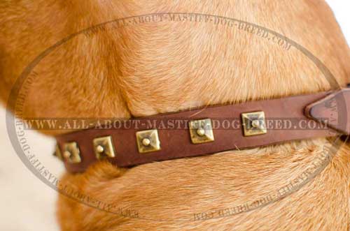 Dogue de Bordeaux collar adorned with brass square studs