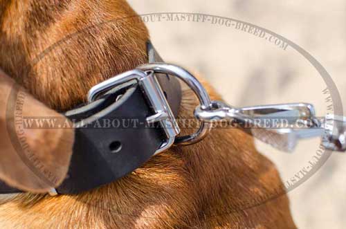 Dogue de Bordeaux collar nickel plated metalware