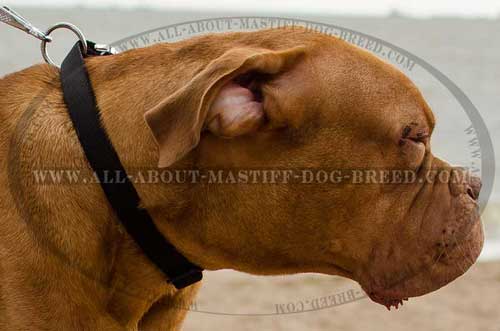 Dogue de Bordeaux adjustable nylon collar