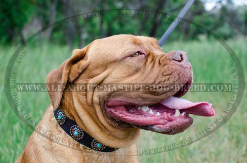  Leather Dogue de Bordeaux collar with pretty decorations 