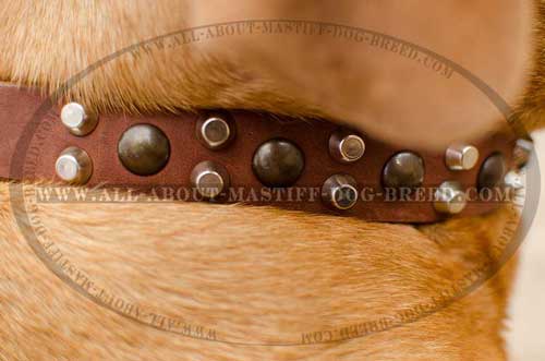 Extra soft Dogue de Bordeaux leather collar