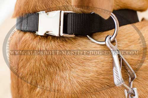  Dogue de Bordeaux reliable collar