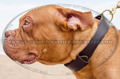 Dogue-de-Bordeaux leather collar for daily use