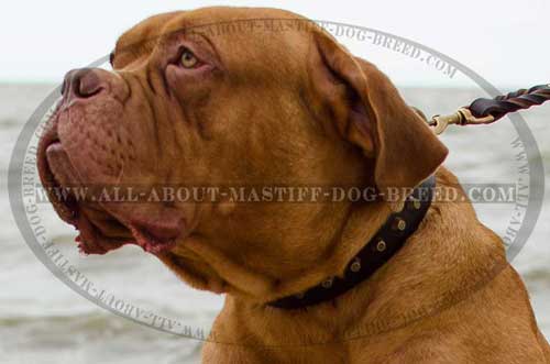 Studded leather collar for Dogue-de-Bordeaux