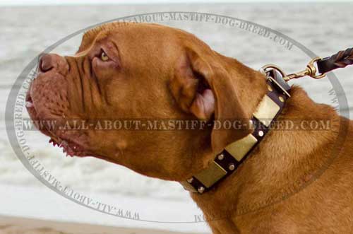 Walking leather collar with adornments for Dogue-de-Bordeaux