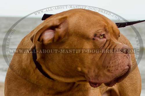 Easy washable nylon collar for Dogue de Bordeaux