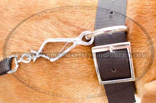 Dogue-de-Bordeaux nylon collar with nickel plated buckle and D-ring