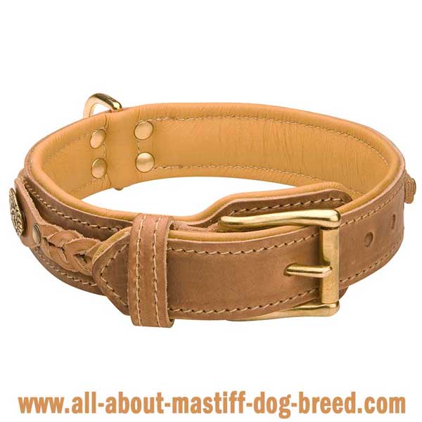 German Mastiff Dog Collar Made of Genuine Leather  Equipped with Riveted Brass Fittings