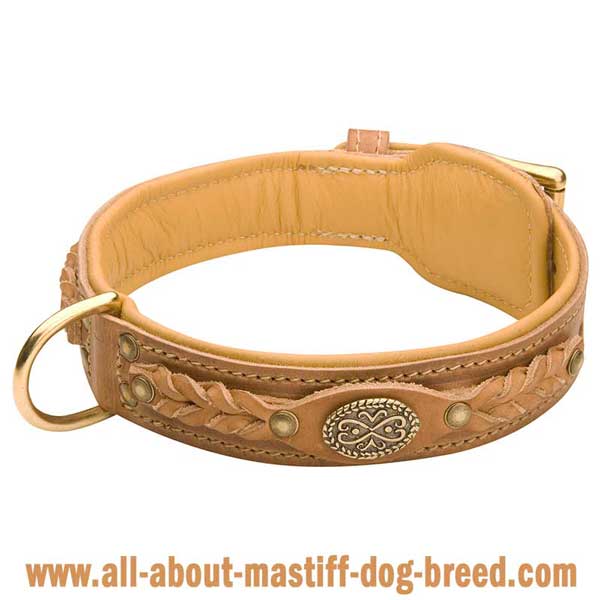 German Mastiff Dog Collar Made of Genuine Leather with  Riveted Brass Fittings