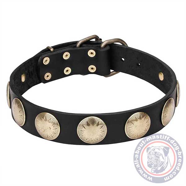 Leather dog collar with golden-like studs