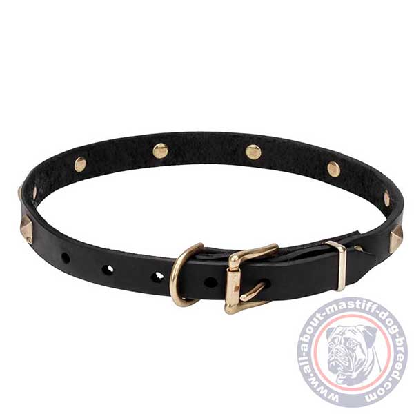 Leather dog collar with golden-like fittings