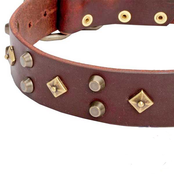 Adorned brown leather dog collar