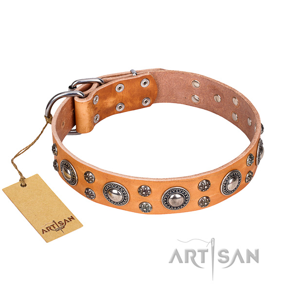 Heavy-duty leather dog collar with chrome plated fittings