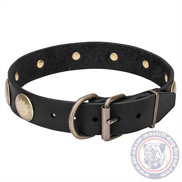 Leather dog collar with brass plated hardware