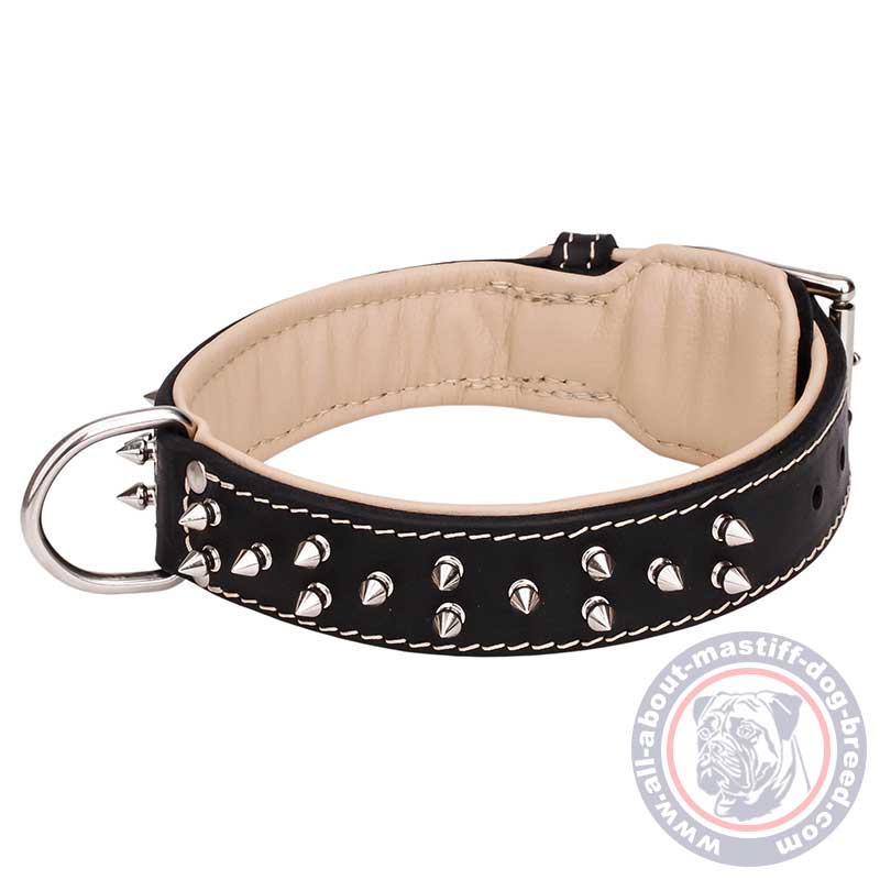 The Best Designer Leather Dog Collar with Massive Plates and Spikes for  Bullmastiff breed [C84##1014 Brass massive plates with 6 nickel spikes 3  pyramids] : Bullmastiff dog harness, Bullmastiff dog muzzle, Bullmastiff