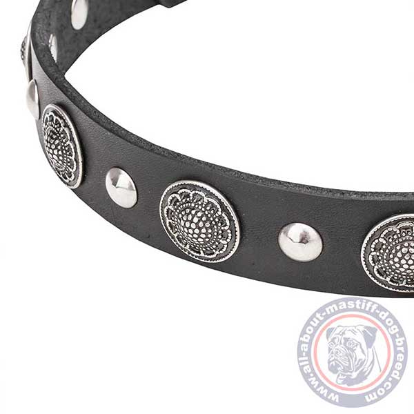 Daily leather dog collar with studs