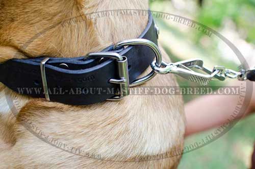 Leather dog collar with buckle and D-ring