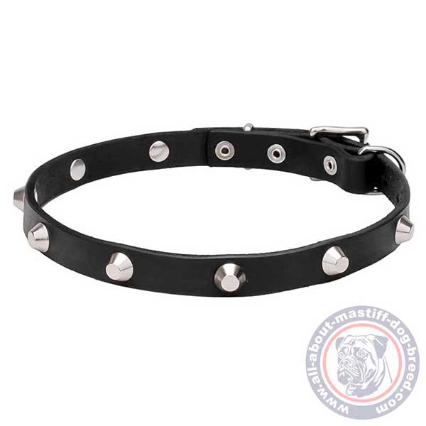 Extraordinary leather dog collar with decorations