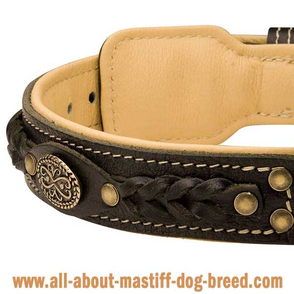 Neapolitan Mastiff Dog Collar Well Stitched and Riveted