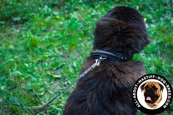 Leather Mastiff collar with strong D-ring