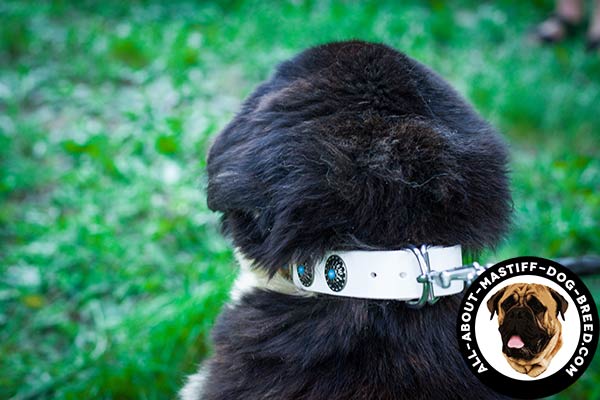 White Mastiff collar with durable hardware