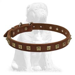 Special strong and durable leather Mastiff collar with elegant design