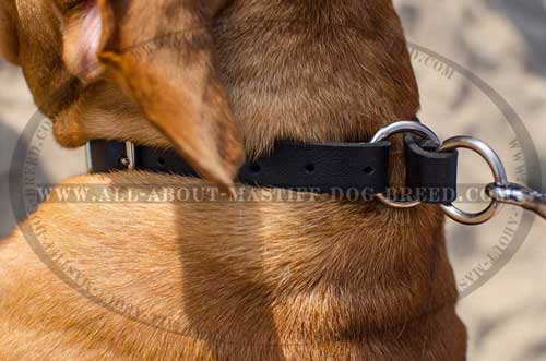 Soft leather Mastiff collar