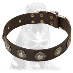 Strong 2 ply leather dog collar with decorations