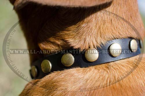 Well fitting Mastiff collar