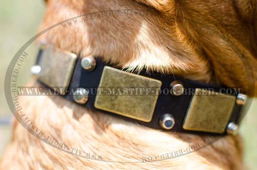 Leather dog collar with plates and pyramids