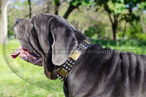 Easy in use Mastino Neapolitano leather dog collar