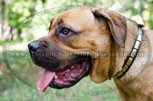 Easy in use leather Mastiff collar