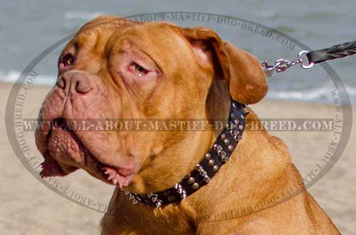 Easy handling leather Mastiff collar